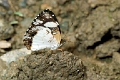 NYMPHALIDAE, Janatella leucodesma